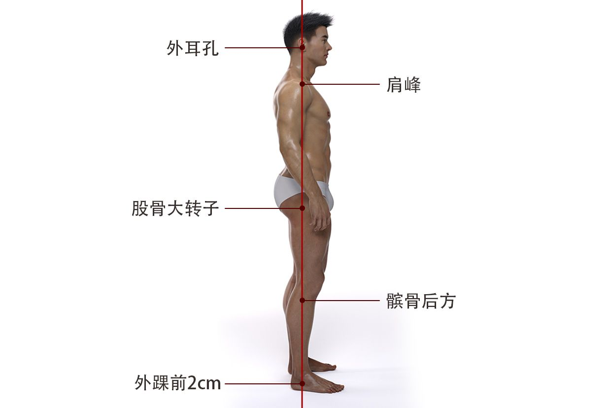 人体正常力线图示 正常人体力线示意图