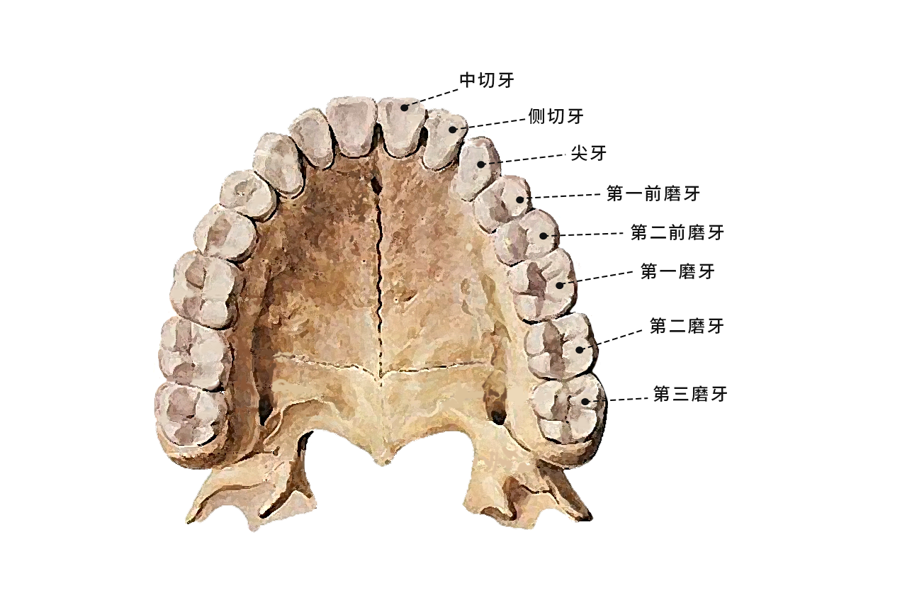 后牙轮廓图