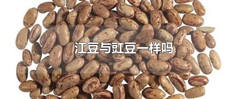 江豆与豇豆一样吗（豇豆图片）