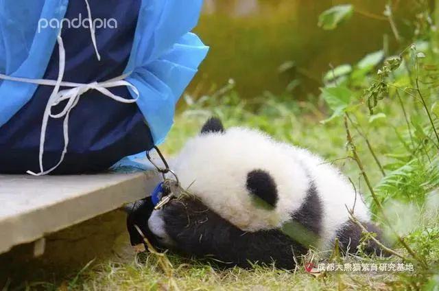 听说“西直门三太子”努力离家出走，都是为了他？