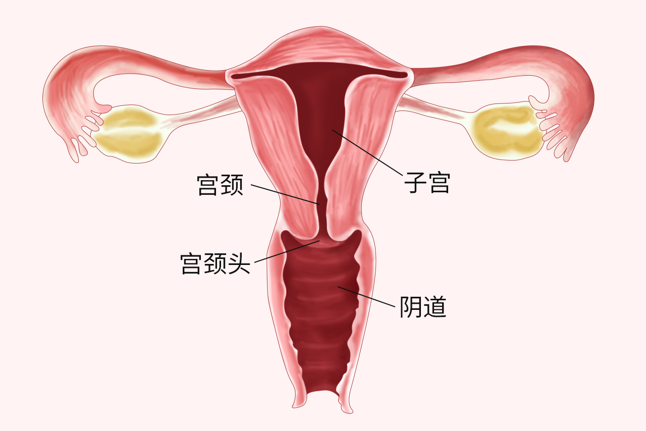 宫颈头的图片（宫颈头是什么形状的）