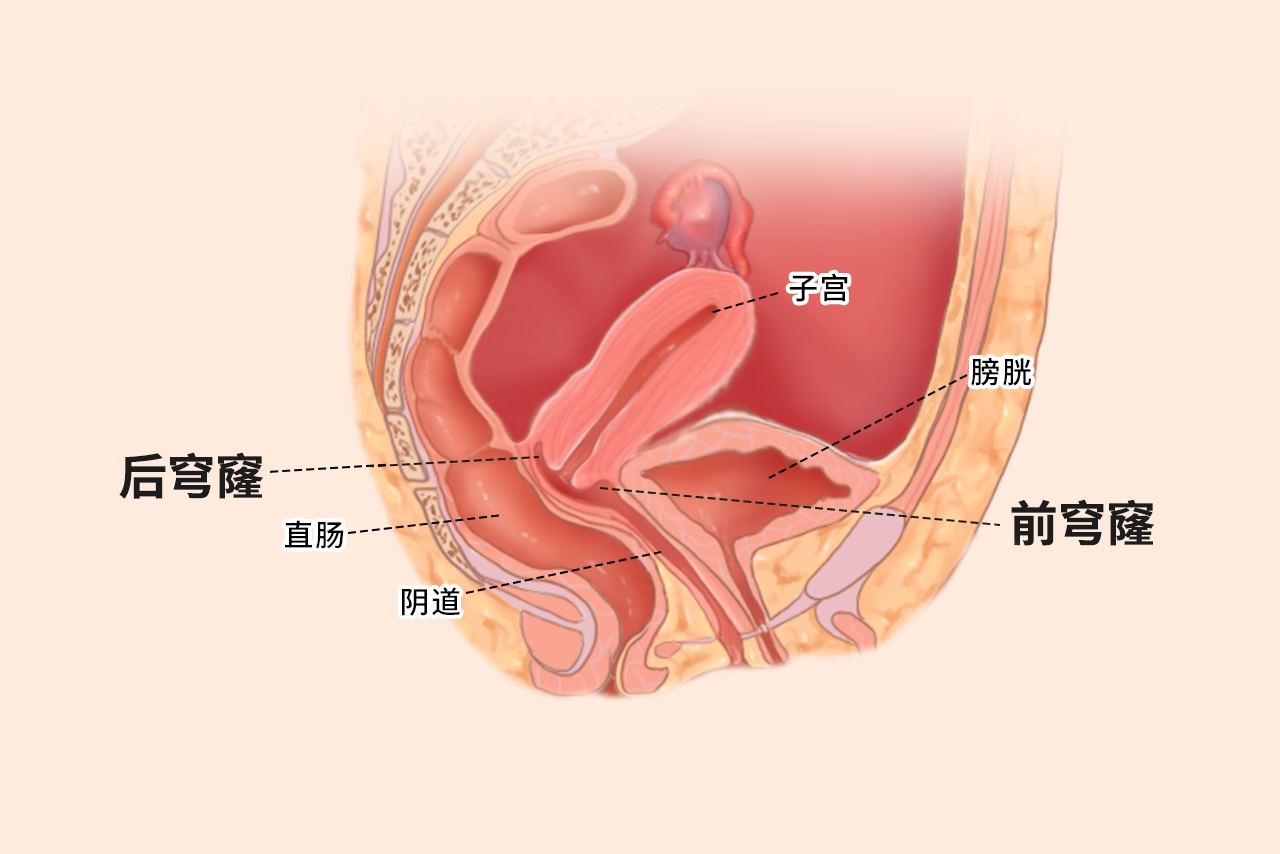 穹隆部位在哪里图片 穹隆在身体哪个部位