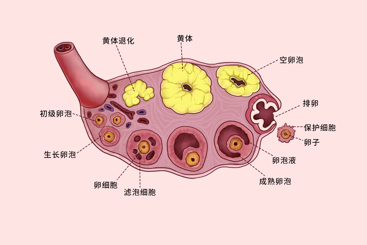 卵细胞不同阶段的组织结构图 卵细胞各时期特点