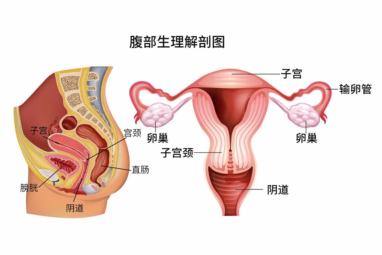 腹部生理解剖图解 腹部生理解剖结构