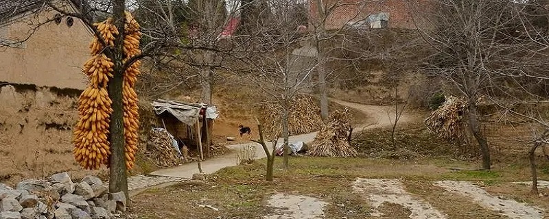 农村有什么致富的门路（农村还有什么致富路）