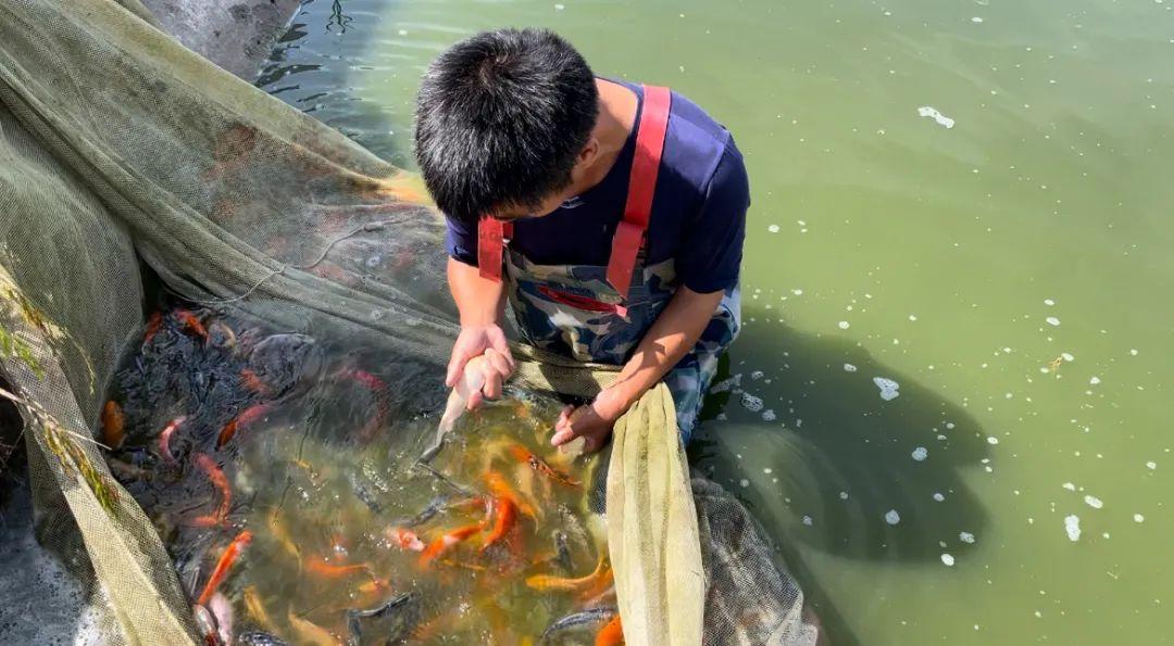 在中国锦鲤第一村，我与“好运”和解了