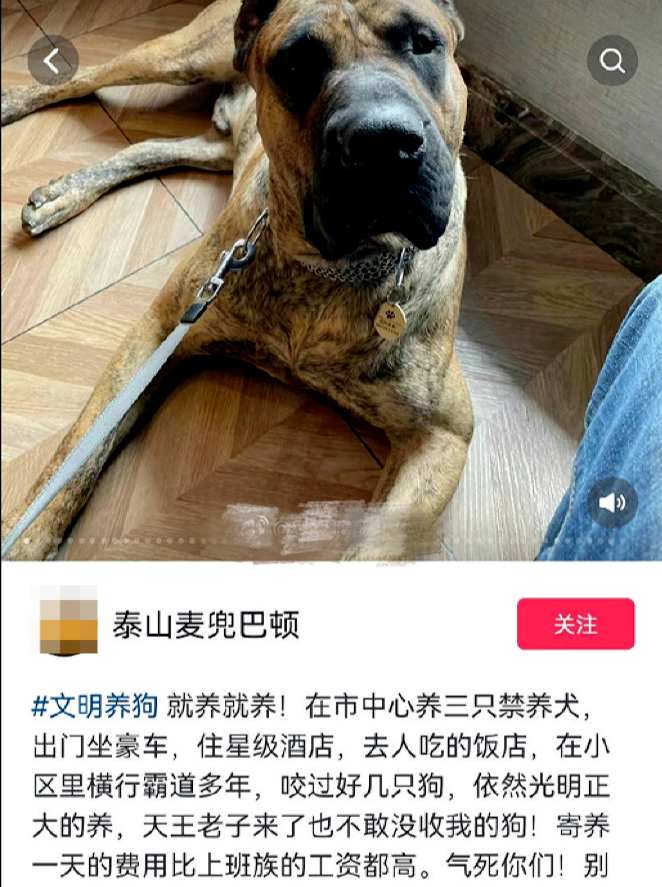 男子炫耀济南市中心养烈性犬 济南市养狗行为规范哪些是不合法的