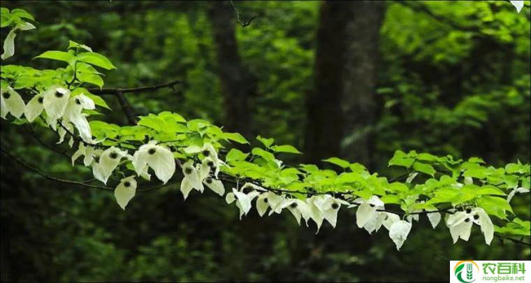 鸽子花树（神秘的花园）（鸽子花树图片）