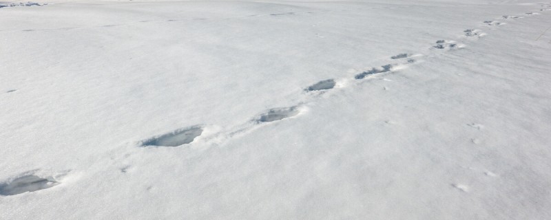 小猪在雪地里的脚印像什么 小猪在雪地里的脚印像什么一样