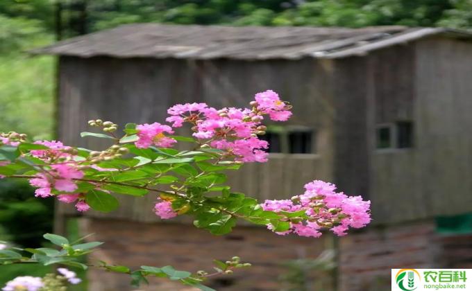 五春花怎么种 五春花种植方法