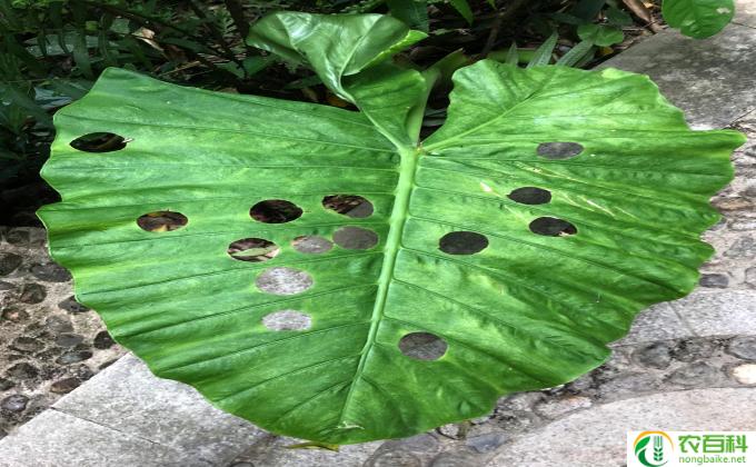 种植物怎么打理 种植物小技巧