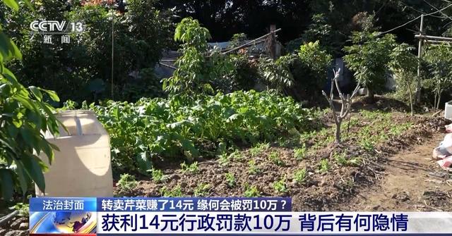 法治在线丨转卖芹菜赚14元被罚10万（批发芹菜怎么样赚钱）