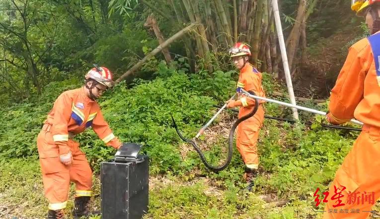 “顶级捕食者”频繁现身云南：大理一小学附近发现眼镜王蛇和50枚蛇蛋